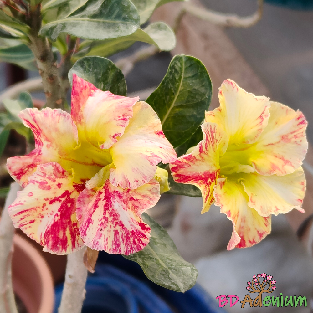 গোল্ডেন স্টার | Golden Star - Image 7