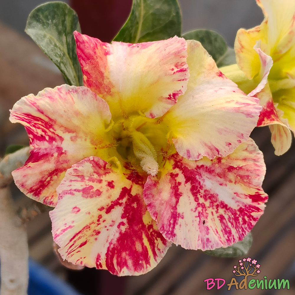 গোল্ডেন স্টার | Golden Star - Image 6