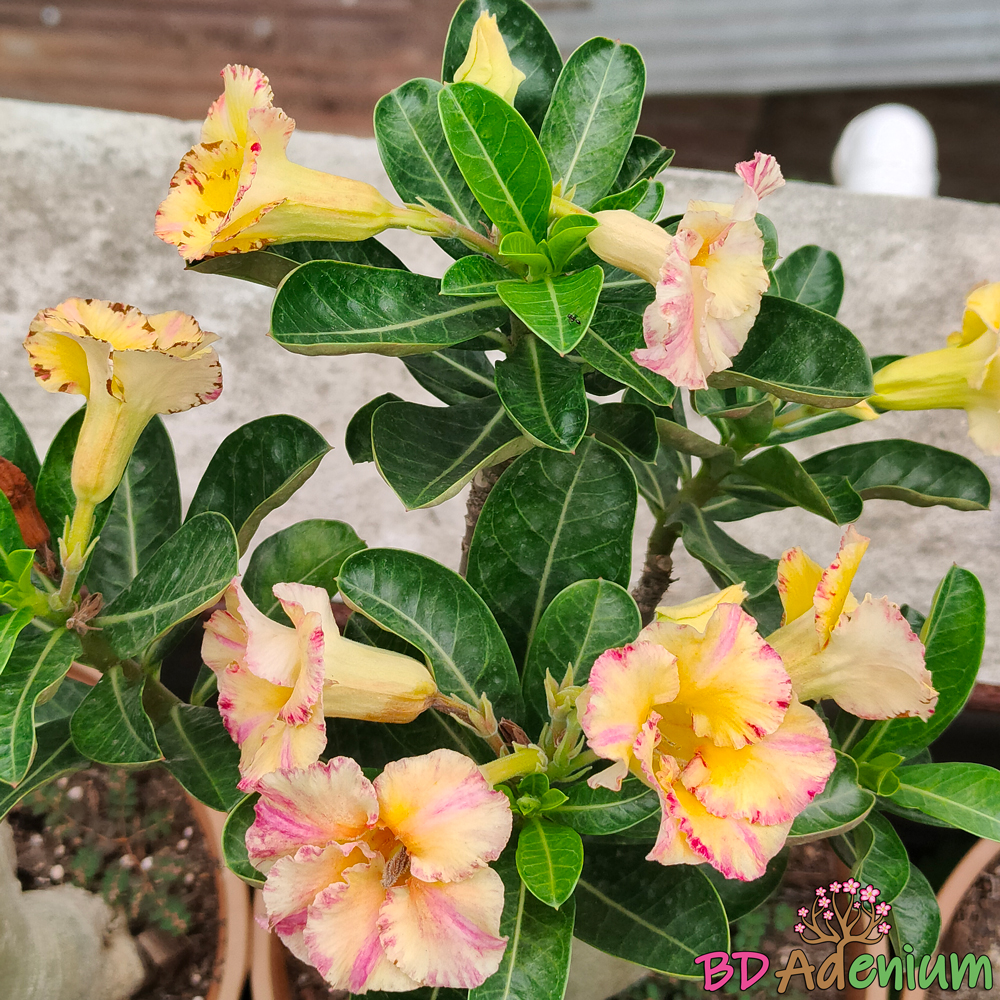 গোল্ডেন স্টার | Golden Star - Image 4