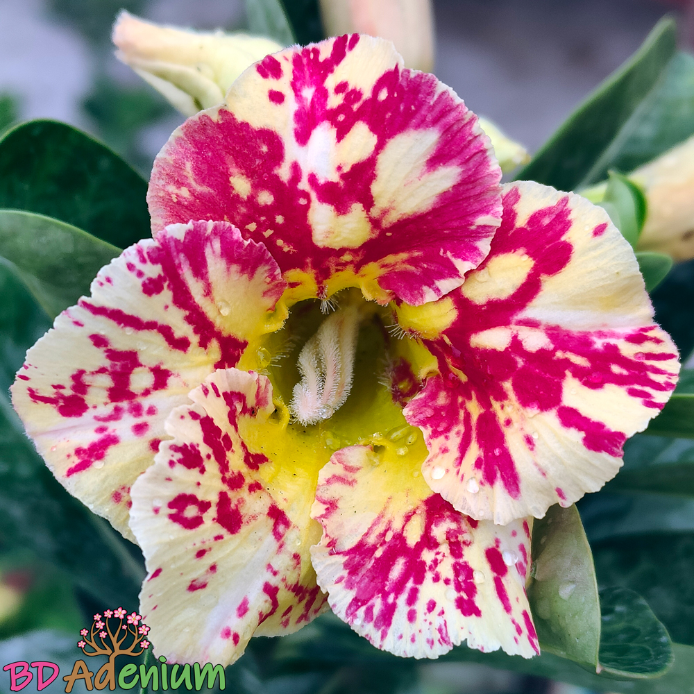 Adenium Gold Star