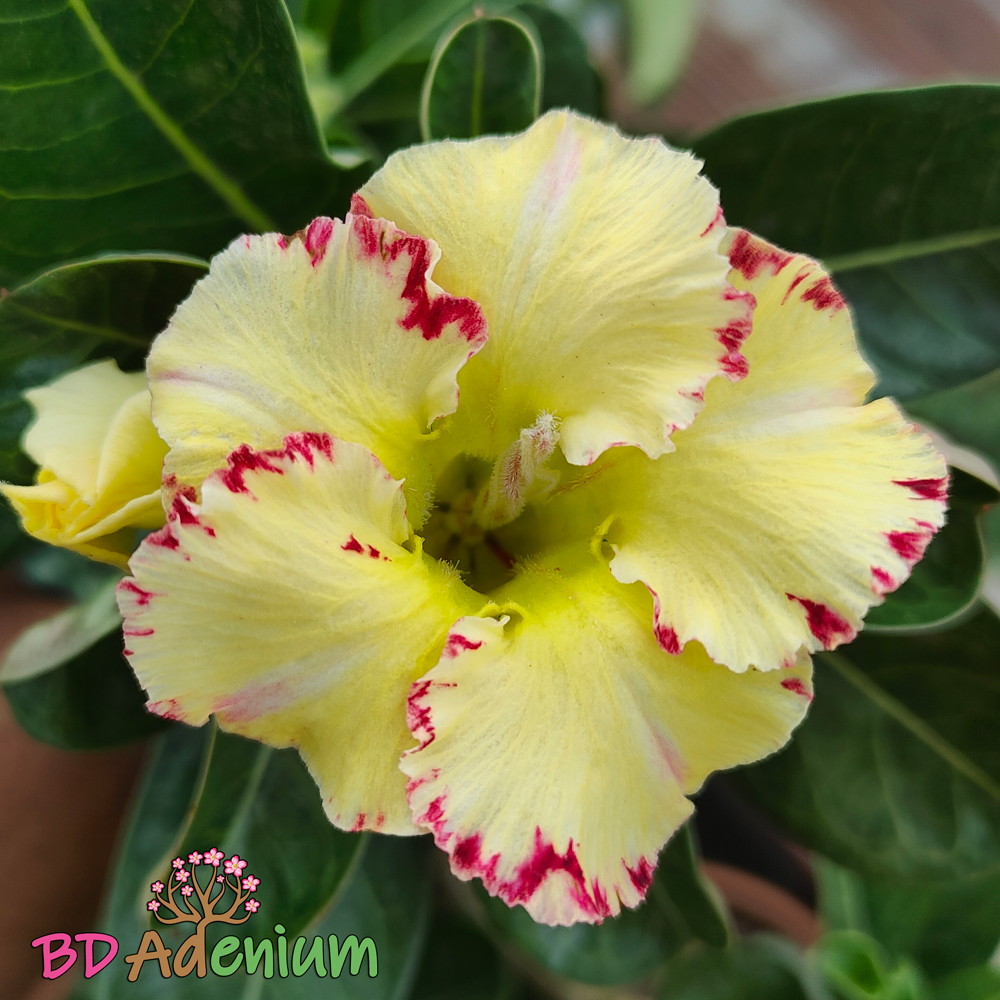 গোল্ডেন স্টার | Golden Star - Image 3