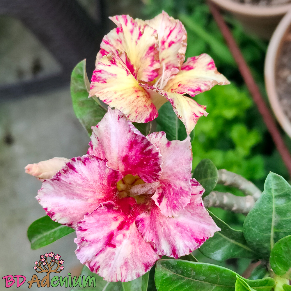 গোল্ডেন স্টার | Golden Star - Image 2