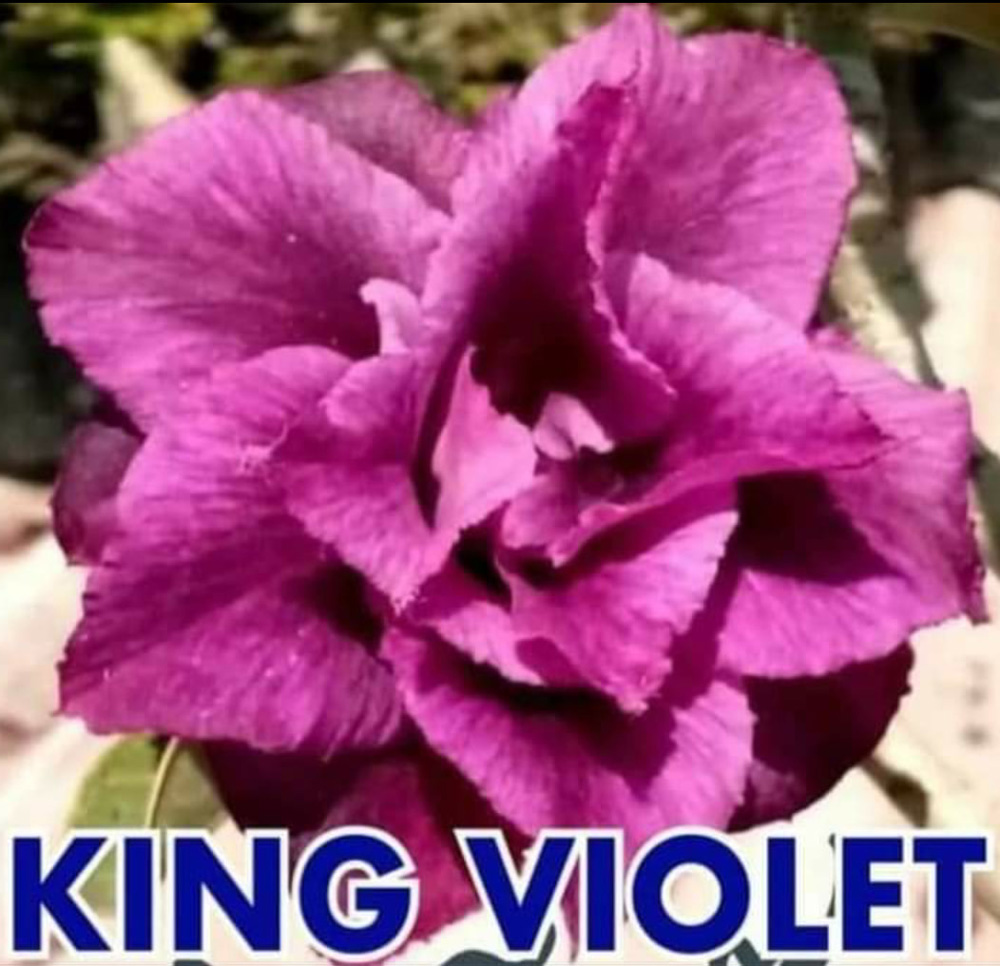King Violet