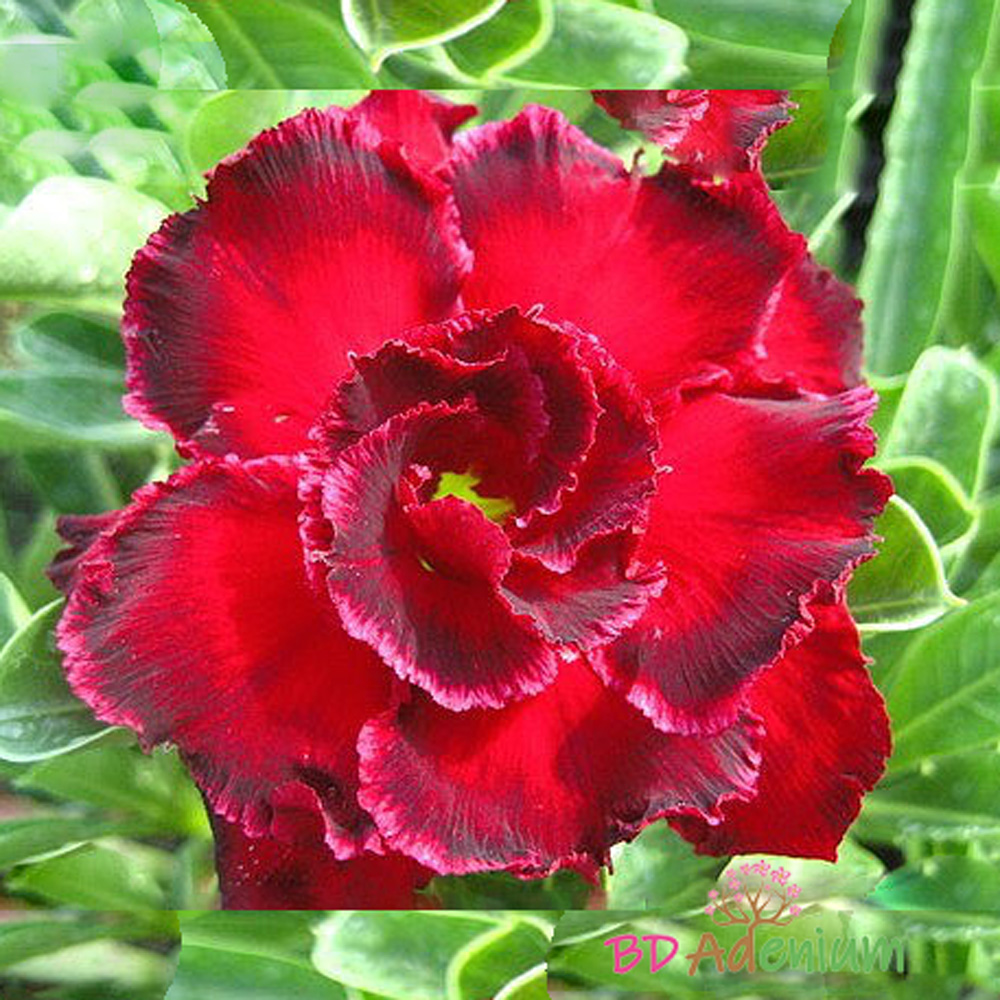 Rosemary