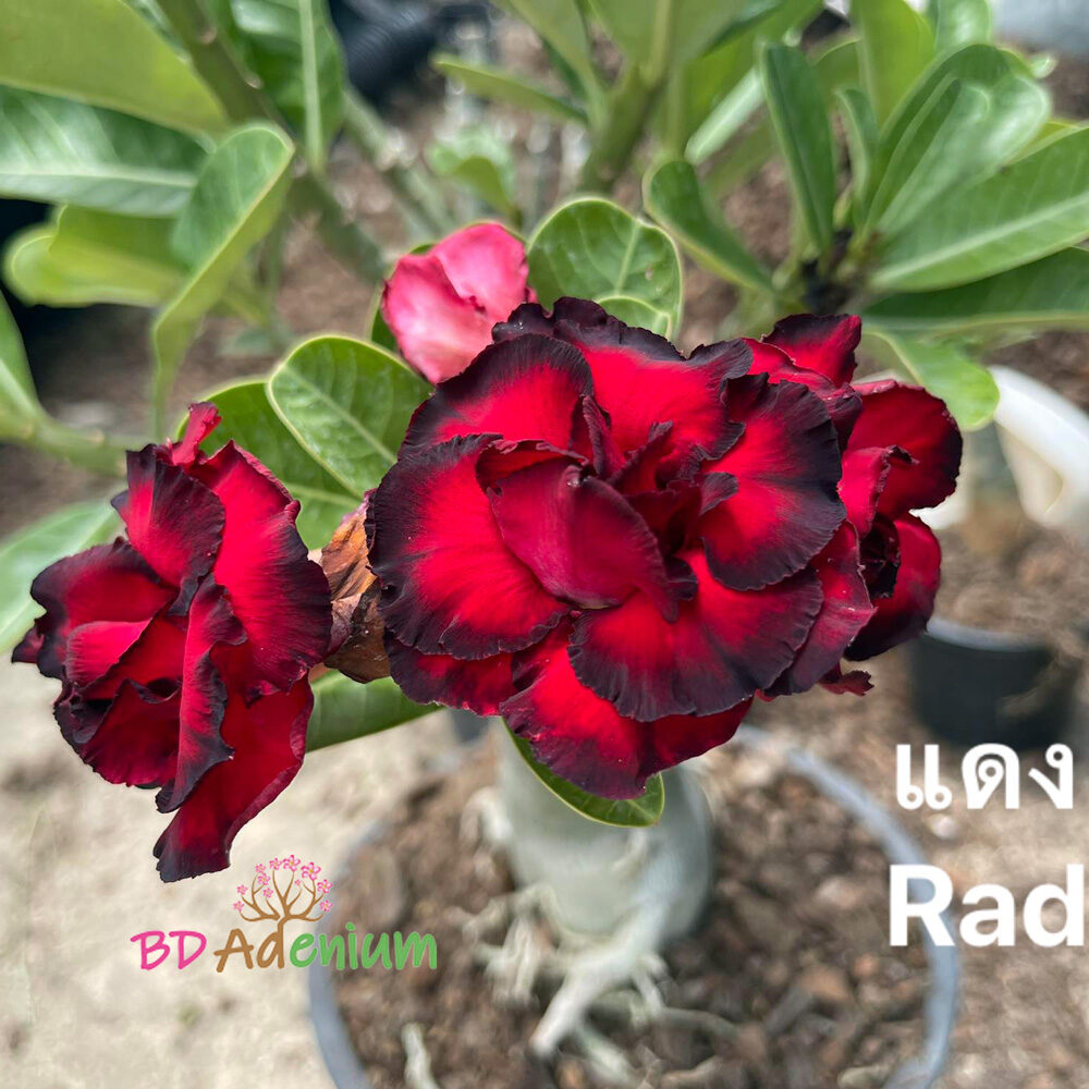 Thai RAD