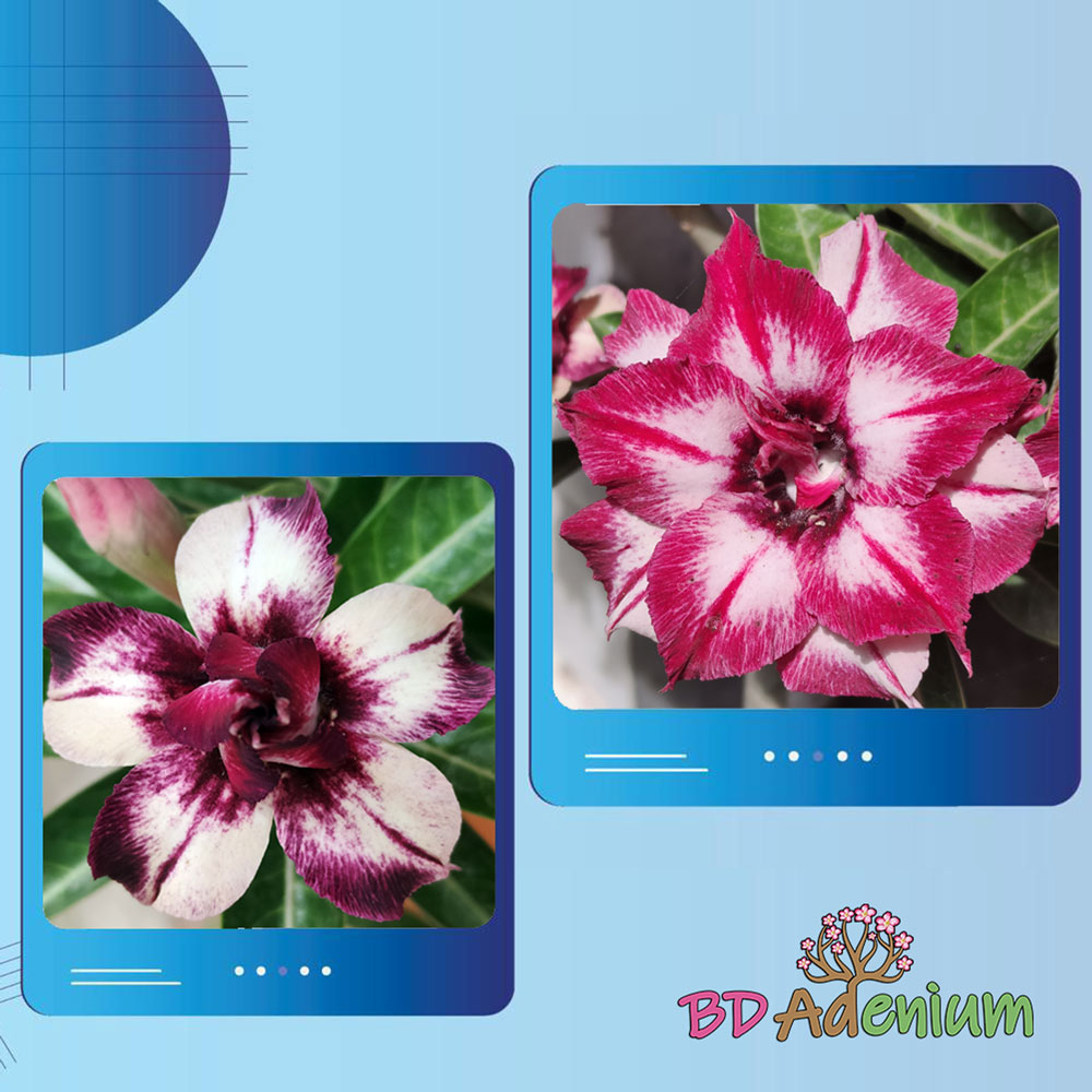 Black-Amaryllis
