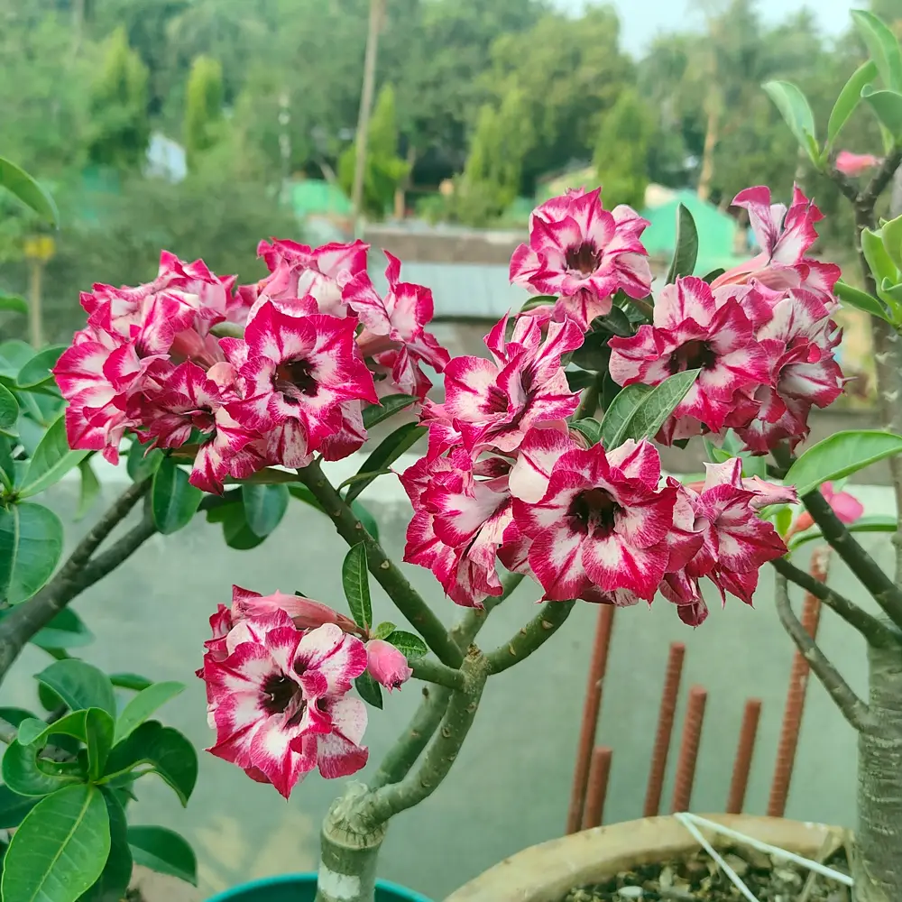 এনকাউন্টারস্ | Encounters - Image 3