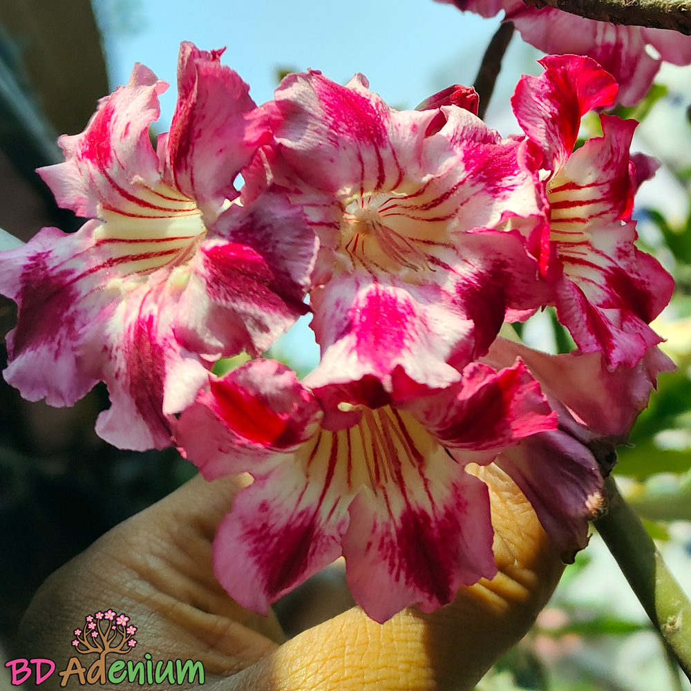 জমজ্যাম | JomJam - Image 2