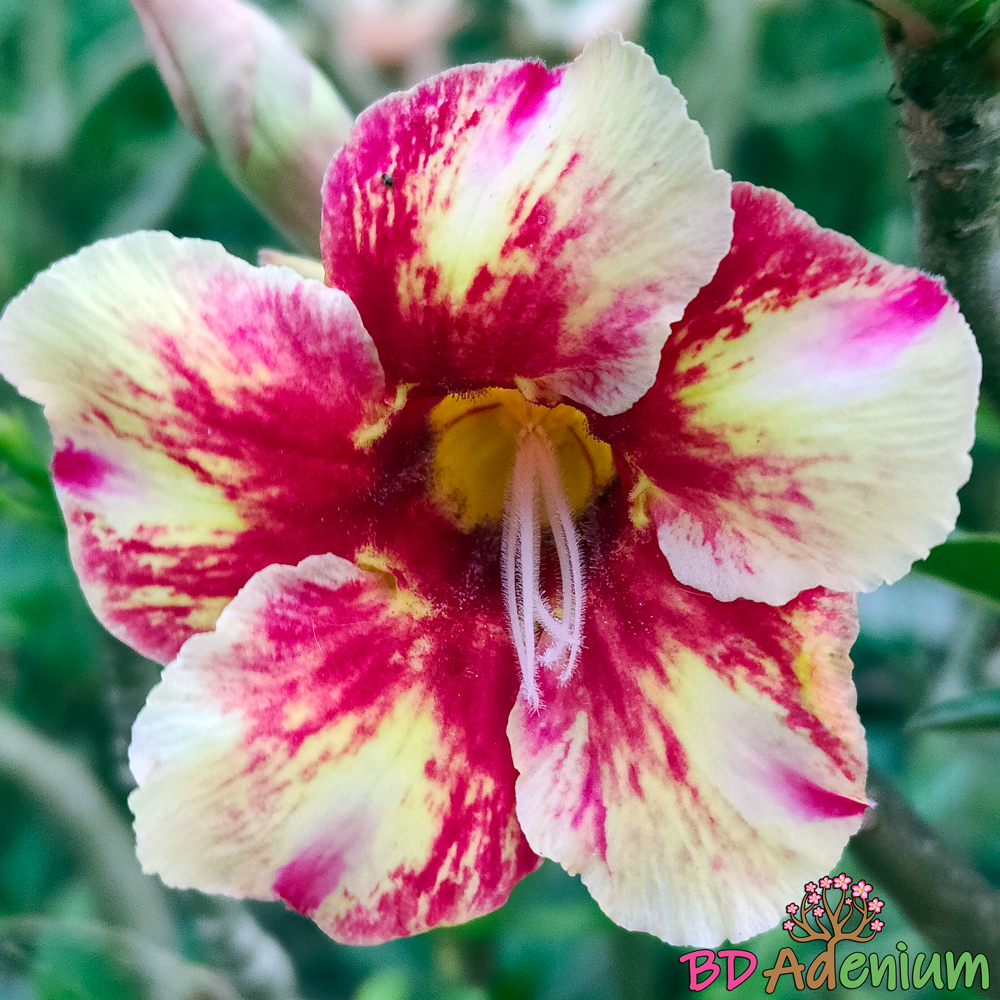 সূরিয়ান জান্ত্রা | Suriyun Jhantra