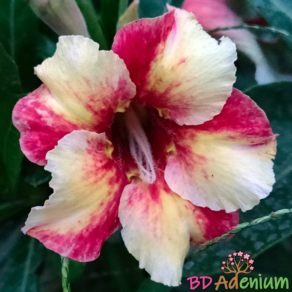 সূরিয়ান জান্ত্রা | Suriyun Jhantra - Image 3