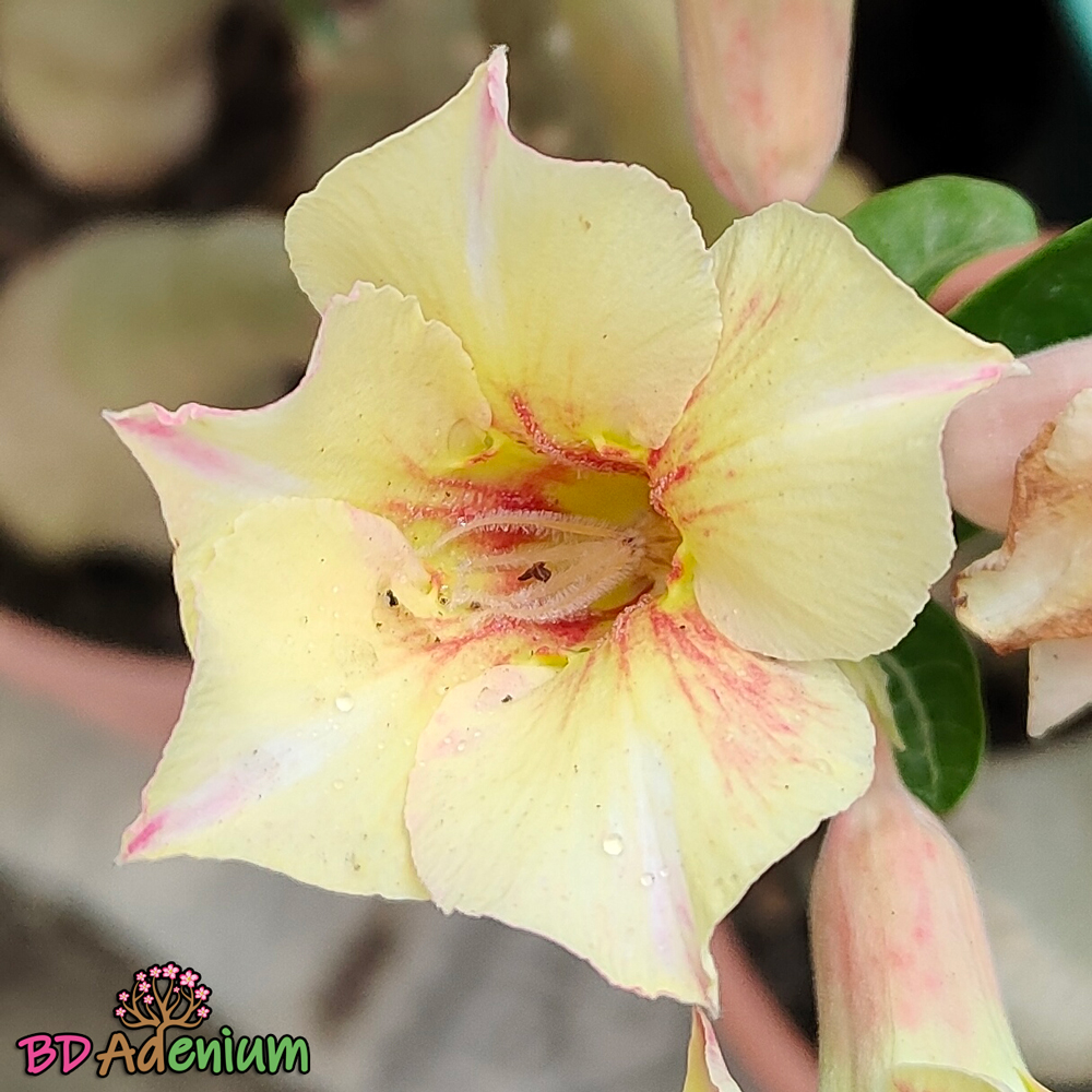 সূরিয়ান জান্ত্রা | Suriyun Jhantra - Image 4