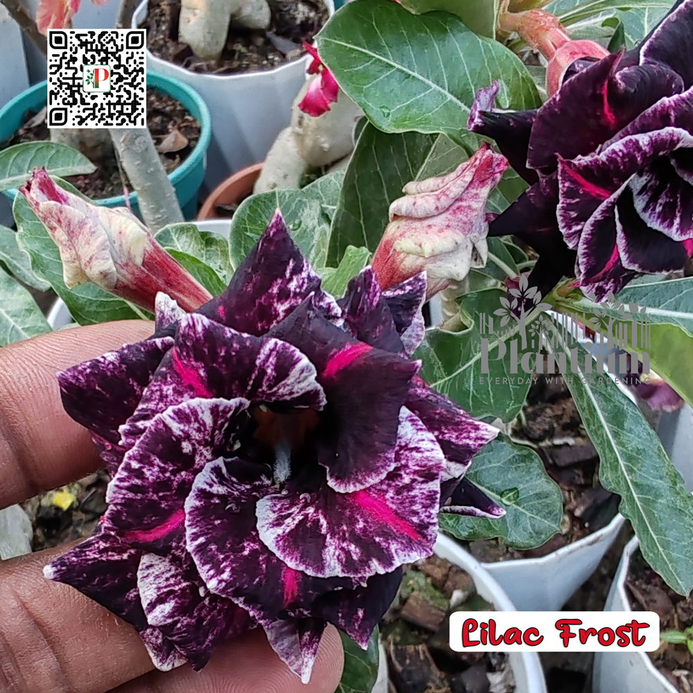 Lilac Frost
