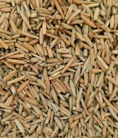 Adenium-Seeds