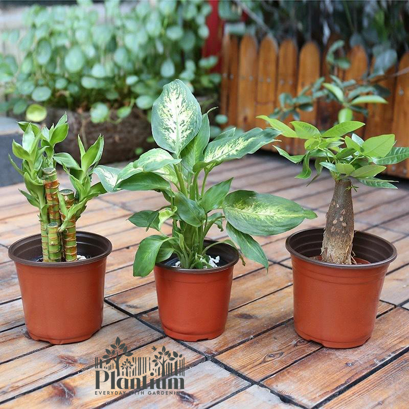 Thermoforming Plastic Pot