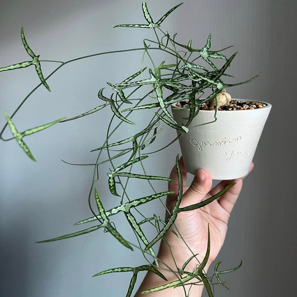 Adenia Kirkii