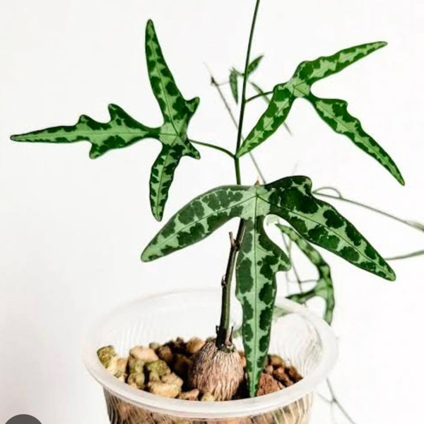 Adenia Kirkii