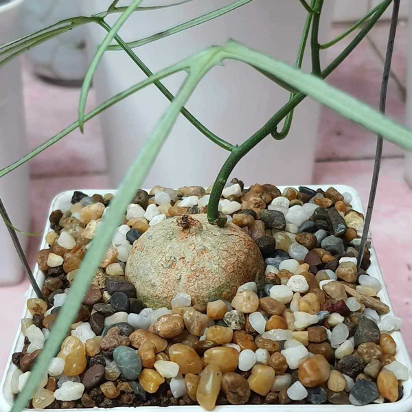 Adenia Kirkii