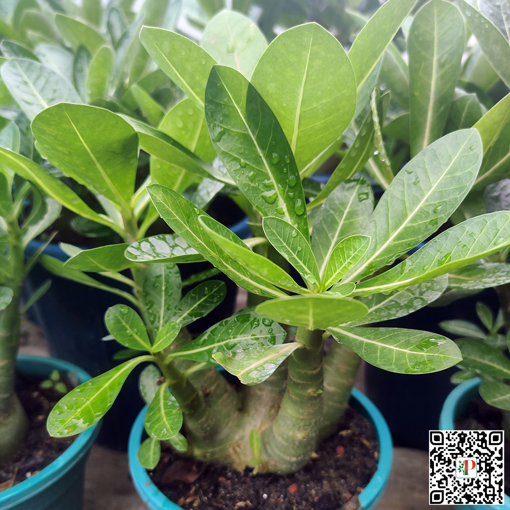Arabicum