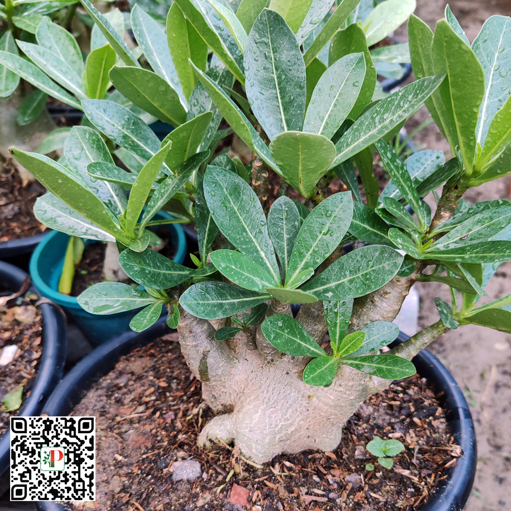 Arabicum