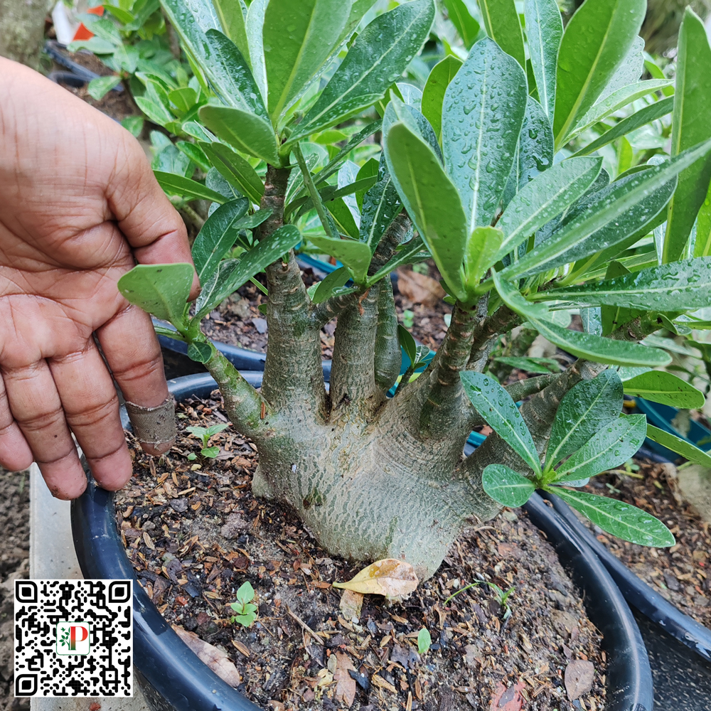 Arabicum