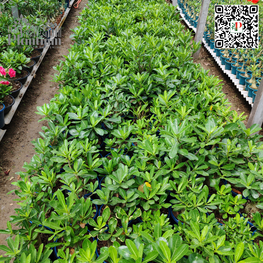 Arabicum