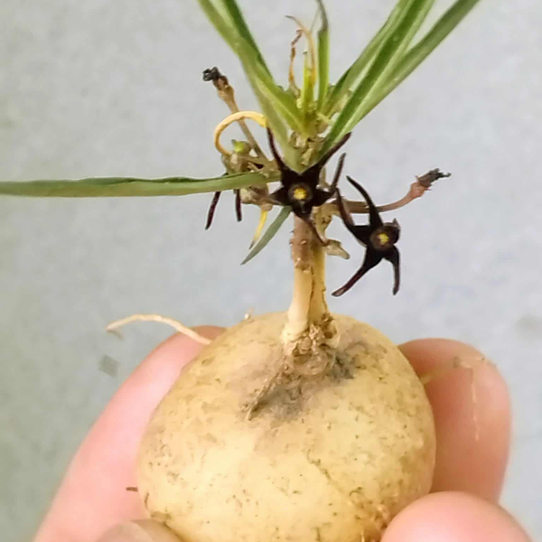 Brachystelma Black velvet