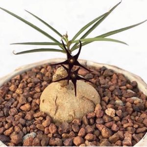 Brachystelma sp thai Green