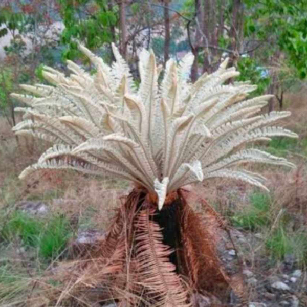 Cycas siamensis Miq or Silver Cycad