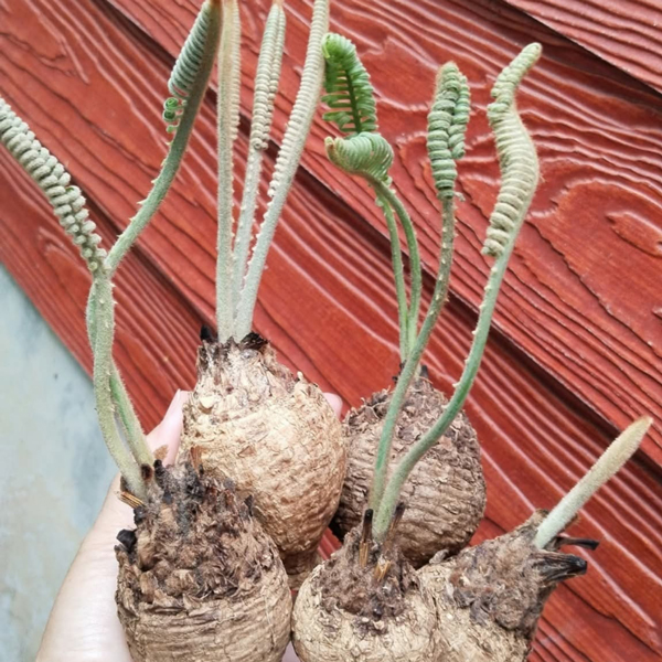 Cycas siamensis Miq or Silver Cycad