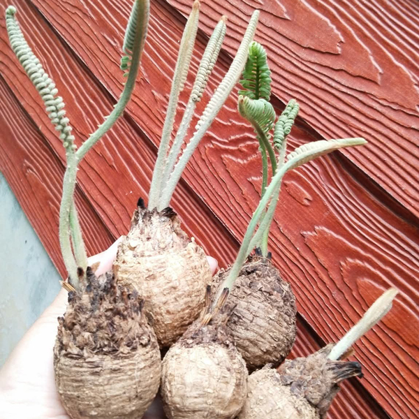 Cycas siamensis Miq or Silver Cycad - Image 4