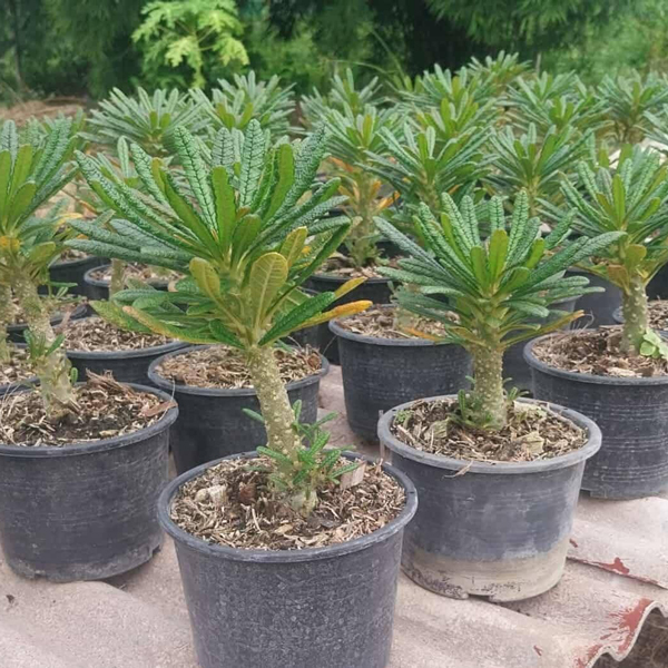 Dorstenia-Gigas