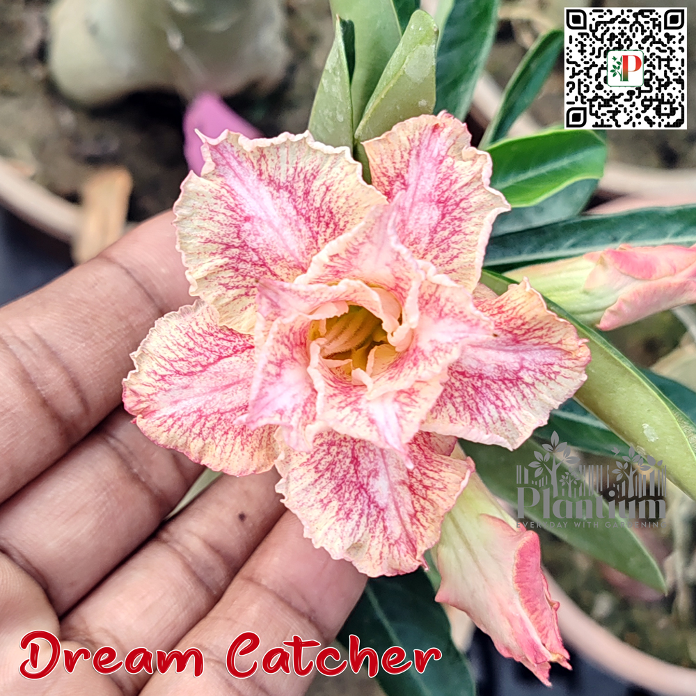 Dream-Catcher