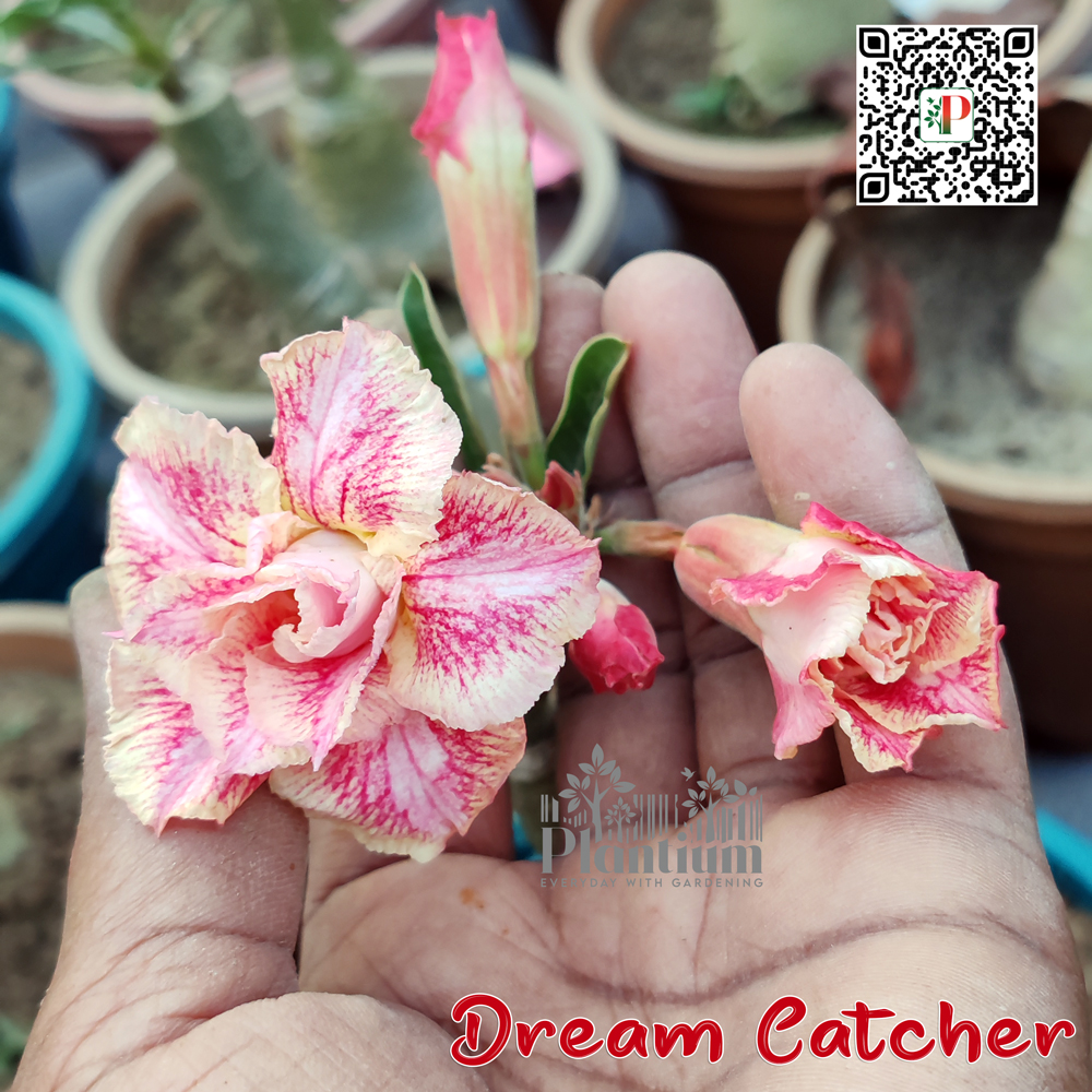 Dream-Catcher