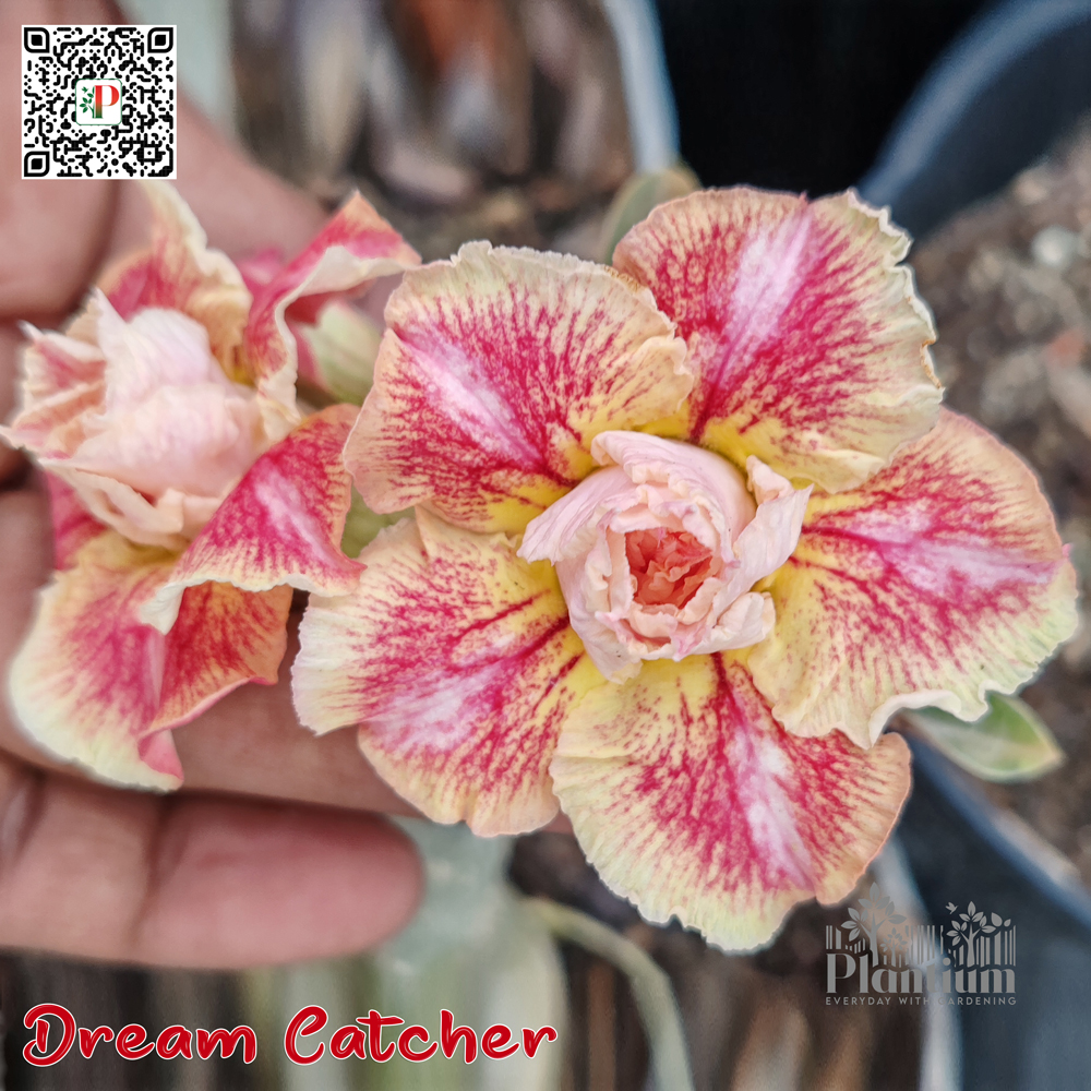 Dream-Catcher