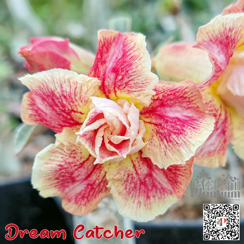 Dream-Catcher