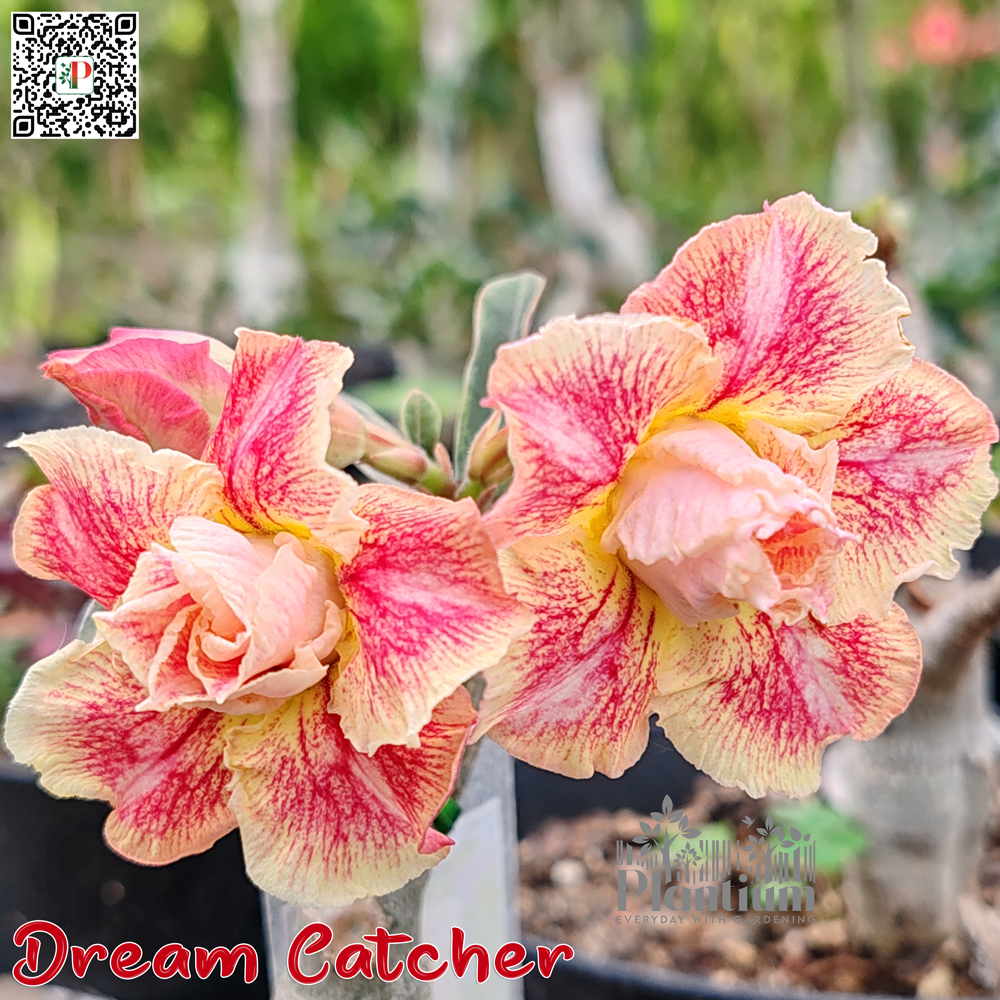 ড্রিম ক্যাচার | Dream Catcher - Image 2