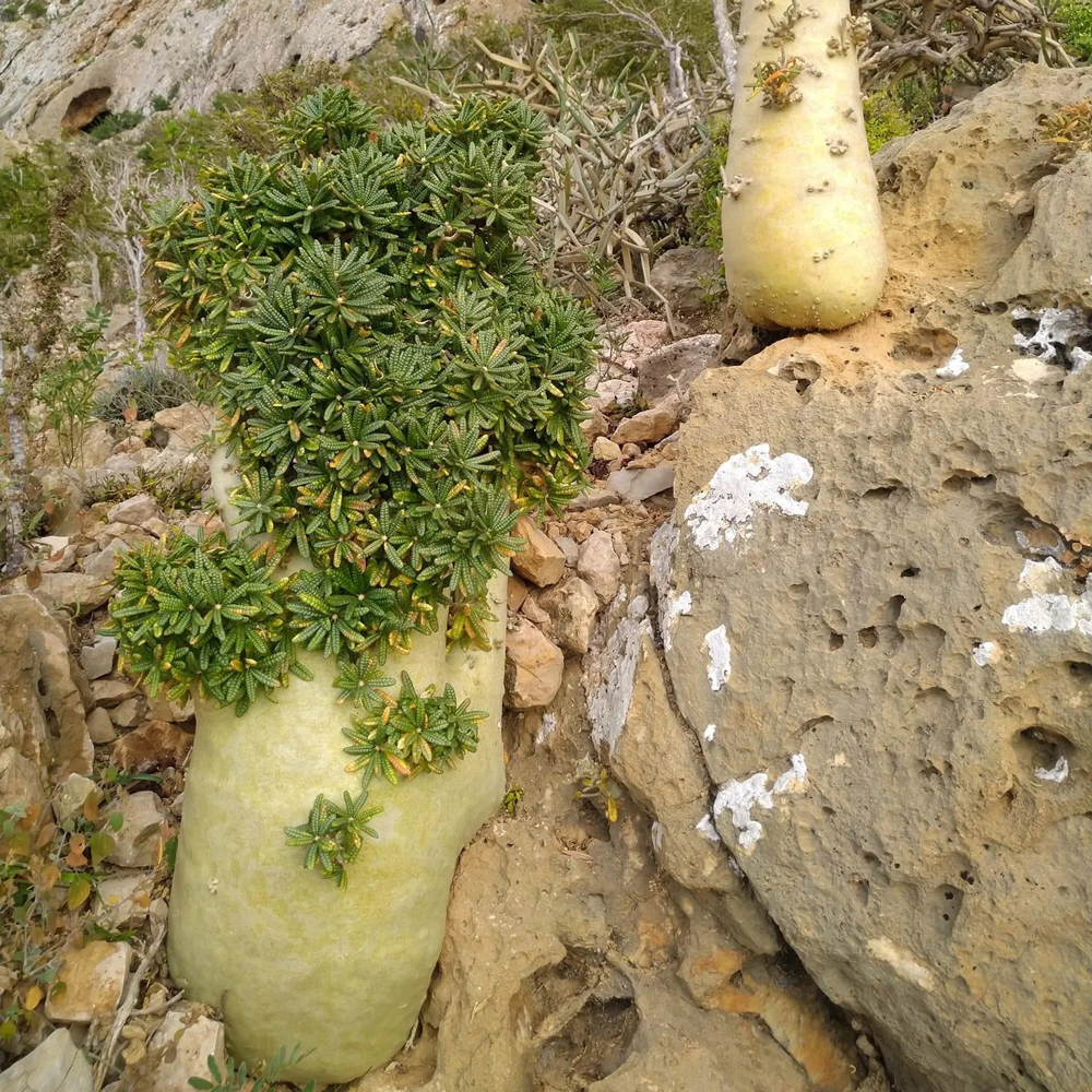 Dorstenia gigas - Image 2