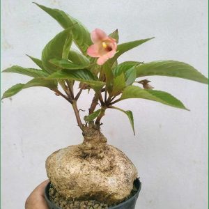 Impatiens phengklaii T.Shimizu & Suksathan