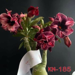 Kn185