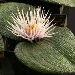 Massonia Pustulata