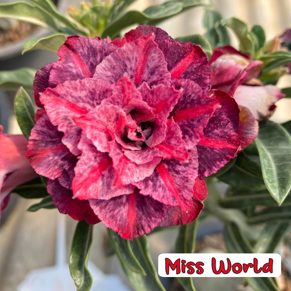 Miss World