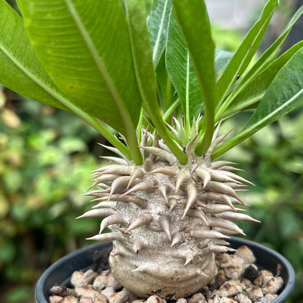 Pachypodium eburneum
