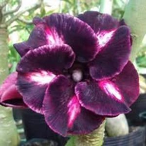 Purple Chusui