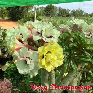 Rosy Champagne