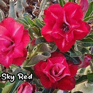 Sky Red