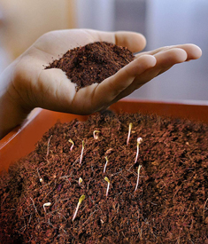 Plants soil