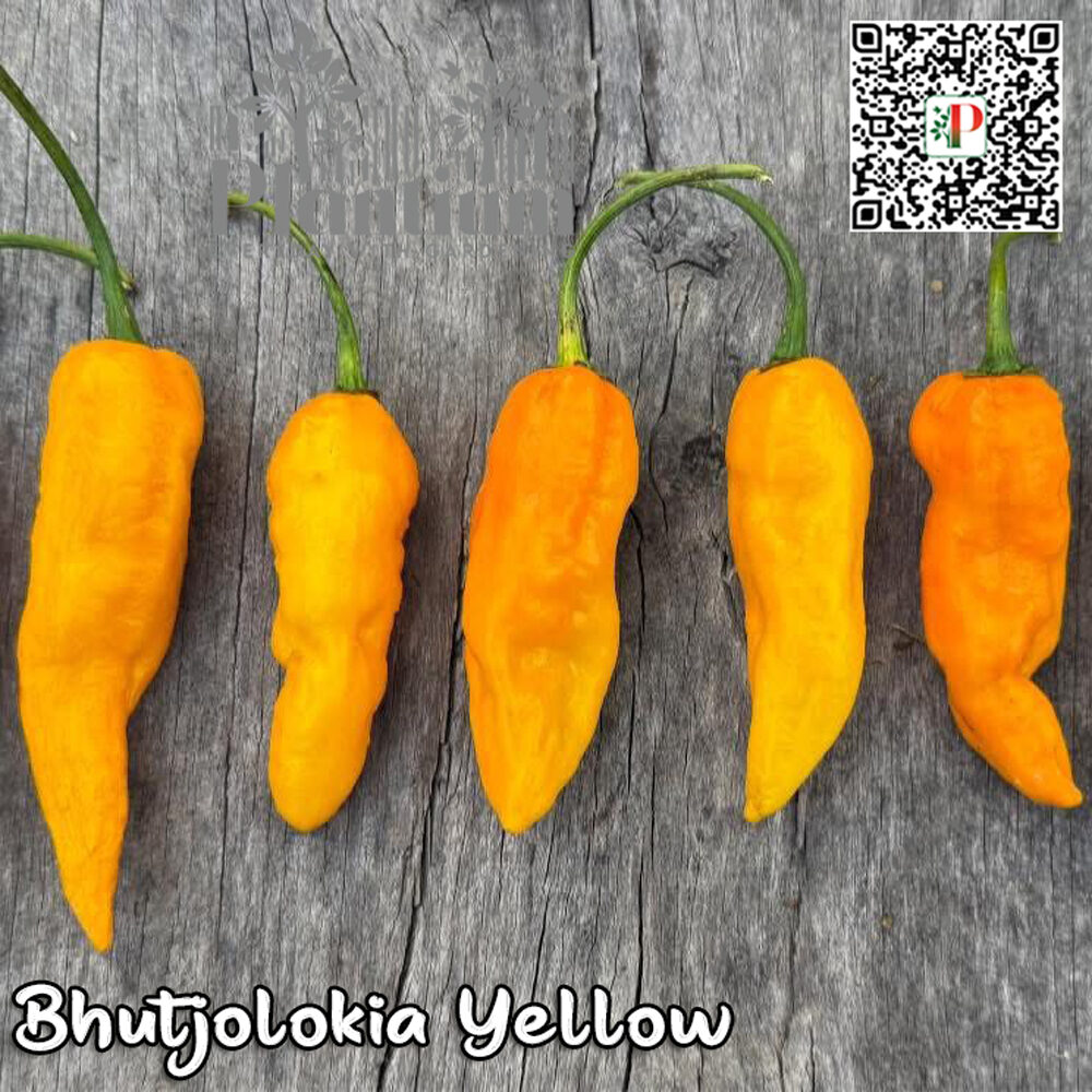 Bhutjolokia-Yellow