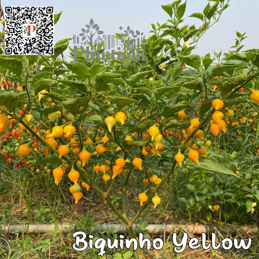 Biquinho-Yellow