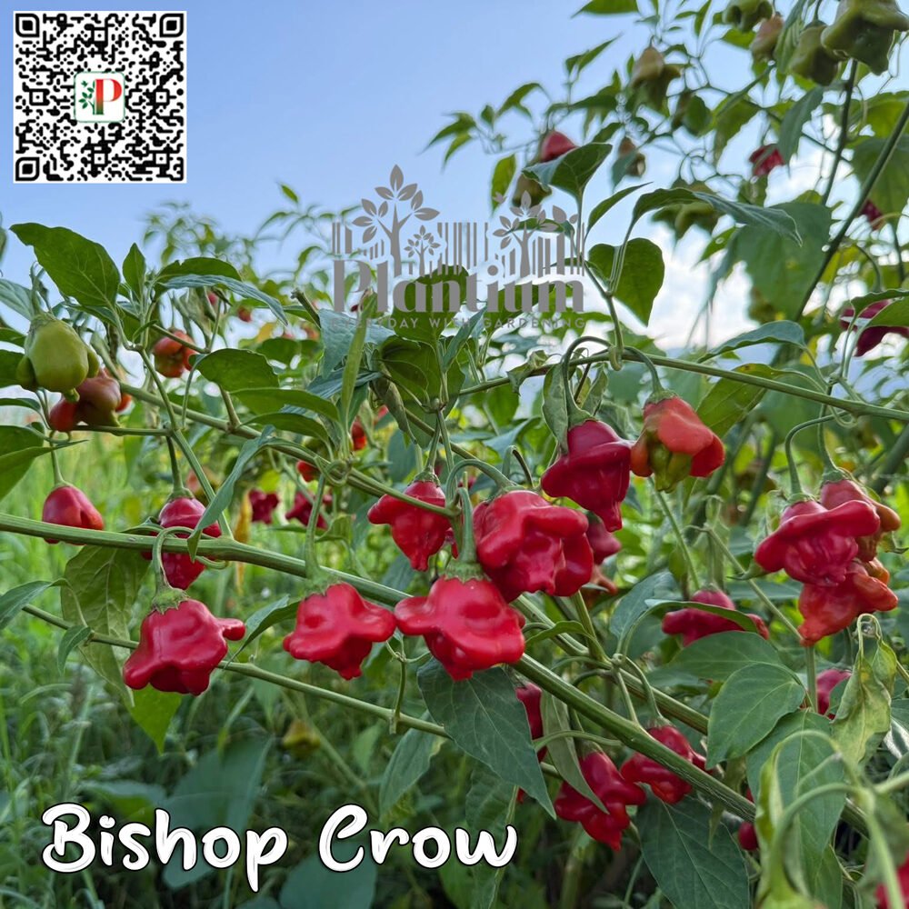 Bishop-Crow