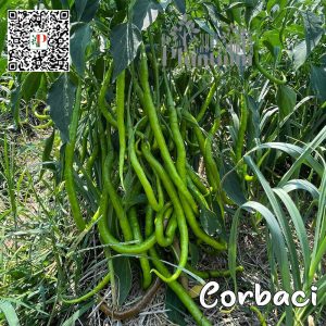 Corbaci